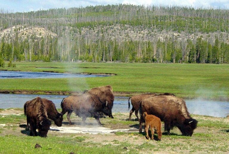 Le parc national de Yellowstone, une expérience enivrante
